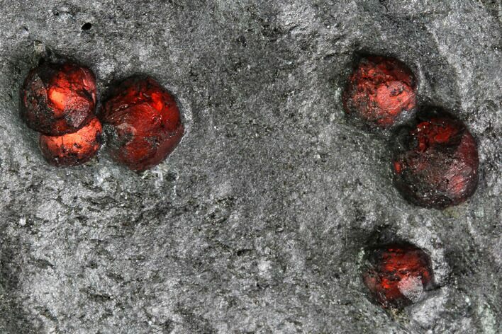 Plate Of Garnets in Graphite - Red Embers Mine, Massachusetts #111836